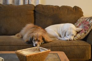 Dogs on couch