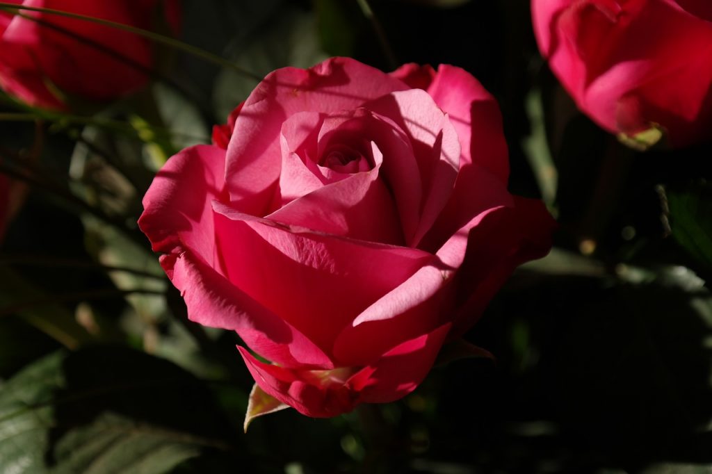 rose-232114_1280
